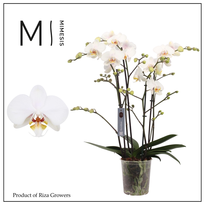 <h4>Phalaenopsis Marvellous White 50+ - 17cm | Mimesis</h4>