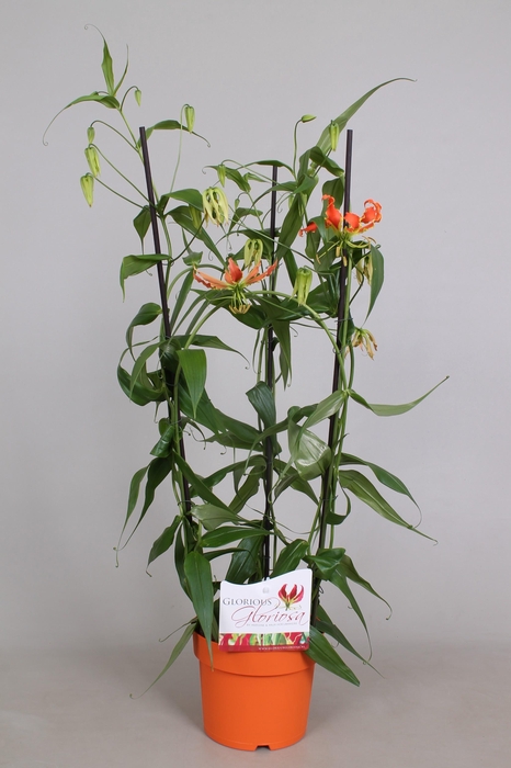 <h4>GLORIOSA ROTHSCHILD</h4>