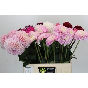 Dahlia Gemengd in fust