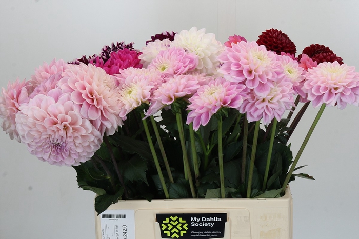 <h4>Dahlia Gemengd in fust</h4>