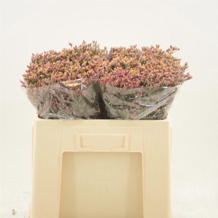 Limonium Sinense Max Diamond