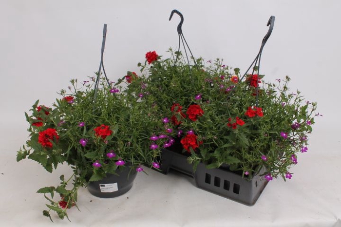 <h4>HANGING BASKETS</h4>