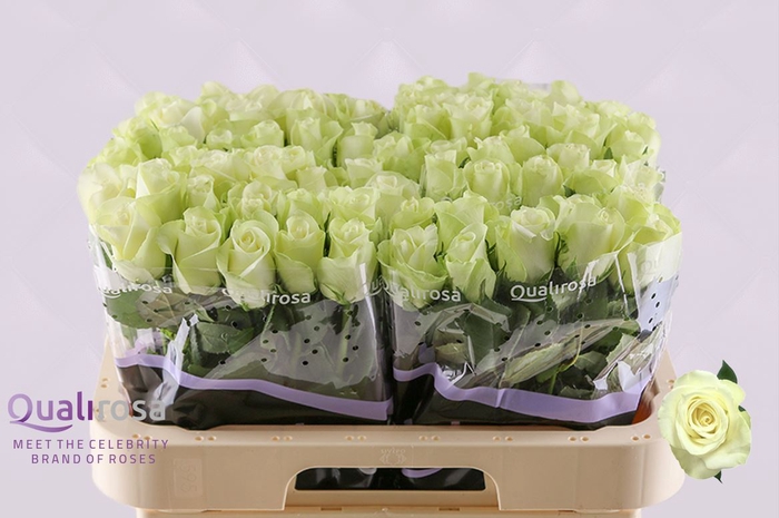 <h4>R Gr Snow Storm -in box</h4>