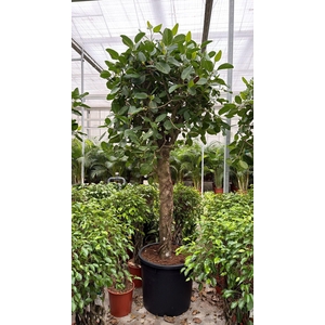 Ficus Benghalensis