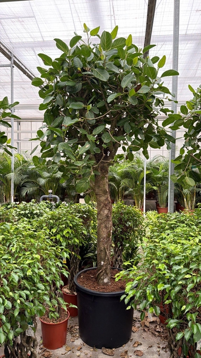 <h4>Ficus Benghalensis</h4>