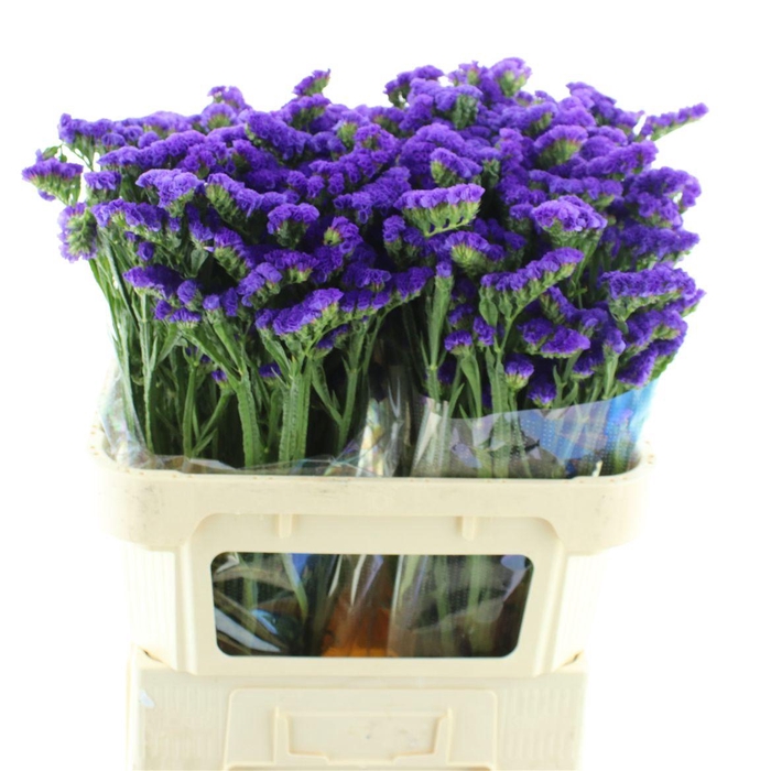 <h4>Limonium St Blue Birds X50</h4>