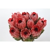 Protea Sharon