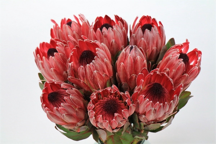 Protea Sharon