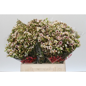 Chamelaucium 'Janelle'