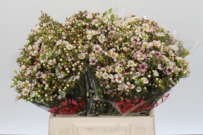 <h4>Chamelaucium 'Janelle'</h4>