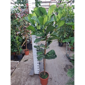 Ficus Lyrata rechte stam 210