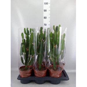 Euphorbia candelabrum