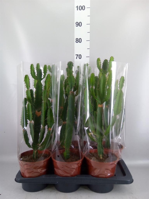 <h4>Euphorbia candelabrum</h4>