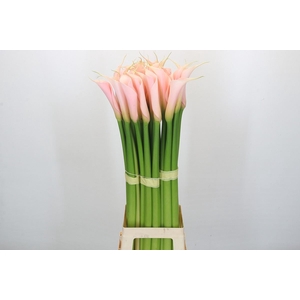 Calla 'Eydolls Salmon'