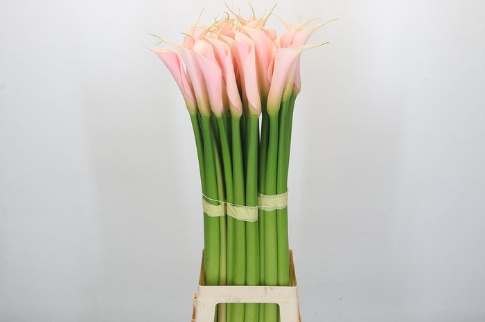 <h4>Calla 'Eydolls Salmon'</h4>