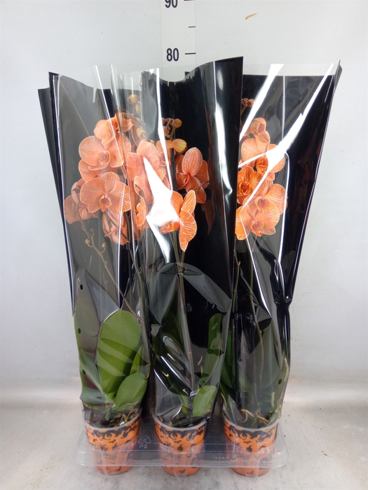 <h4>Phalaenopsis   ...</h4>