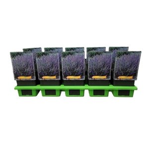 Nepeta Six Hills Giant