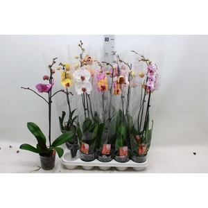 PHAL GEM