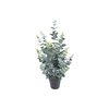 Eucalyptus Plant In Pot Green PP550011GRN