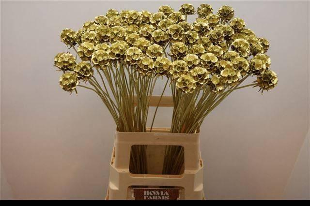 <h4>SCABIOSA ST KLB H%</h4>