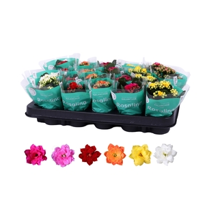 Kalanchoe Rosalina 06cm mix