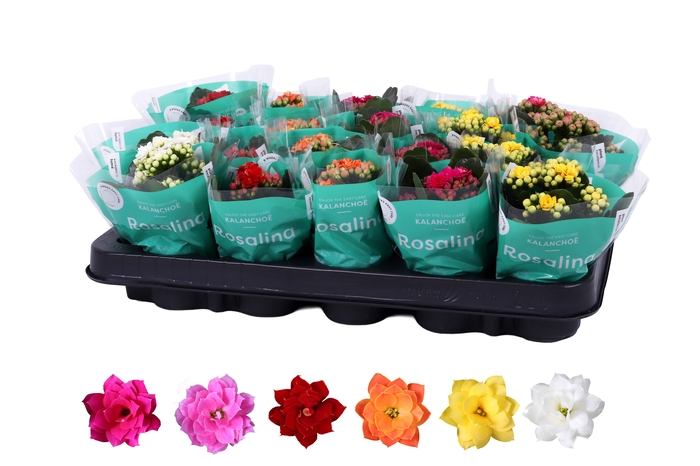 <h4>Kalanchoe Rosalina 06cm mix</h4>