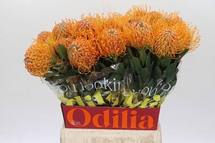 <h4>Nutans Soleil</h4>