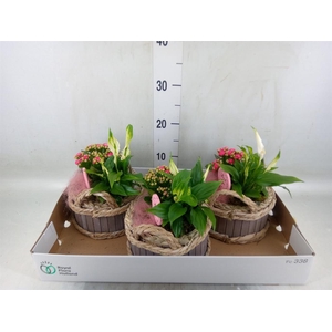 Arr.    Planten  L%