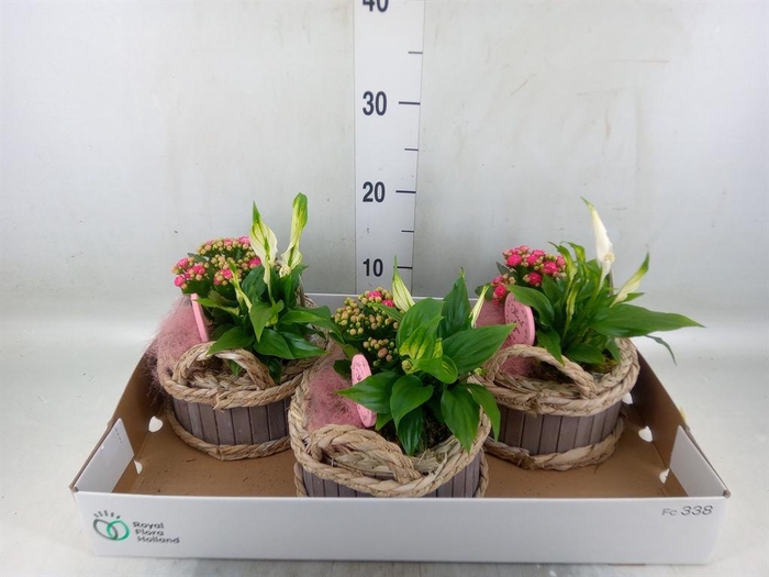 <h4>Arr.    Planten  L%</h4>