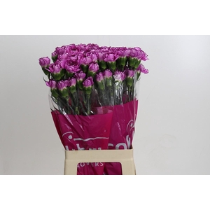 Dianthus St Royal Damascus
