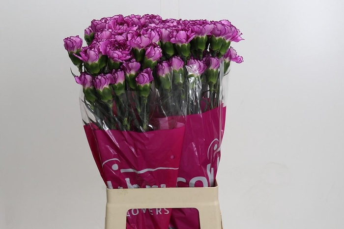<h4>Dianthus St Royal Damascus</h4>