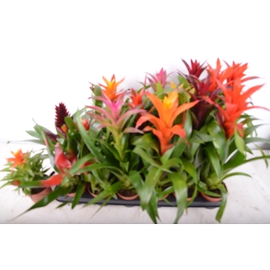 BROMELIA GEM 15 SRT