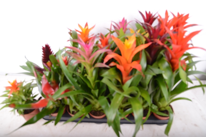 <h4>BROMELIA GEM 15 SRT</h4>