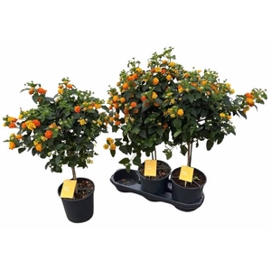 Lant C Simon Orange