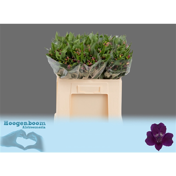 <h4>Alstroemeria Morado 30 gram</h4>