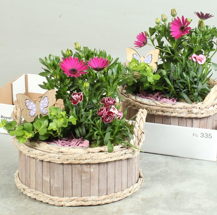 <h4>ARR TUINPLANTEN</h4>