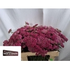 Achil M Mcl Purple