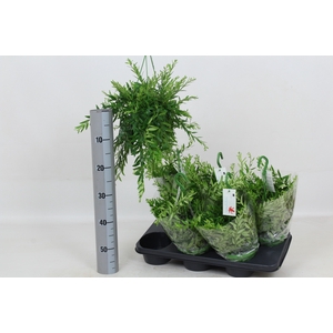 AESCHYN JAPHROLEPIS