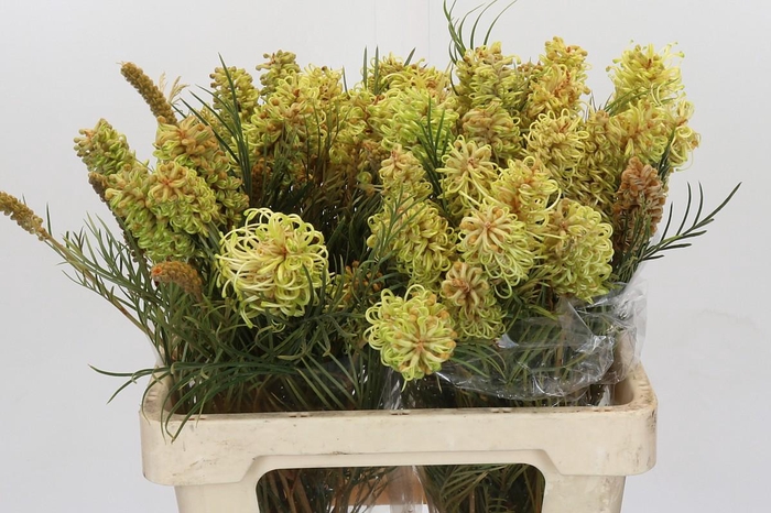 <h4>Grevillea Spiderman</h4>