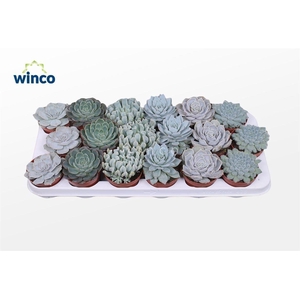 ECHEV GEM