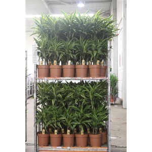 Dra De Lemon Lime 75-30-15 Cm