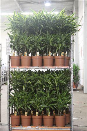 <h4>Dra De Lemon Lime 75-30-15 Cm</h4>