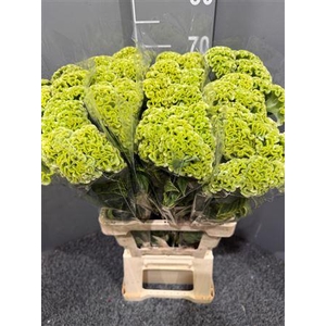 Celosia Act Verda