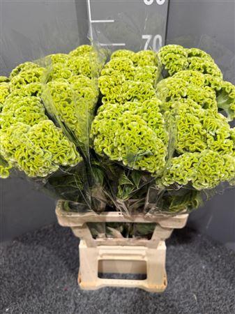 <h4>Celosia Act Verda</h4>