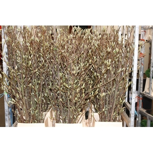 Magnolia Extra P Stem 180cm