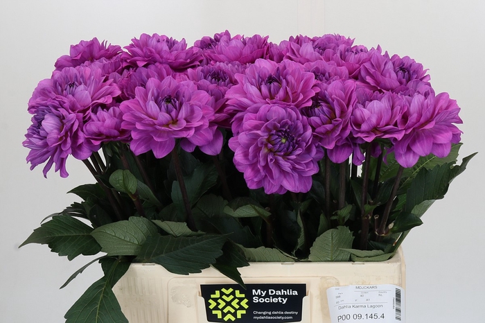 <h4>Dahlia Karma Lagoon</h4>