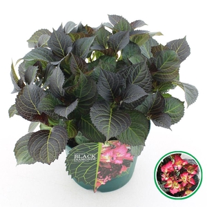 Hydrangea teller Black Diamonds® 'Dark Angel' Rood C5 (23cm.) Kn.