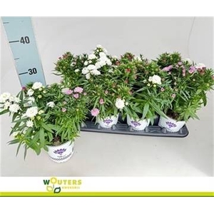 ASTER SHOWM GEM