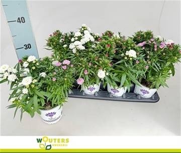 <h4>ASTER SHOWM GEM</h4>