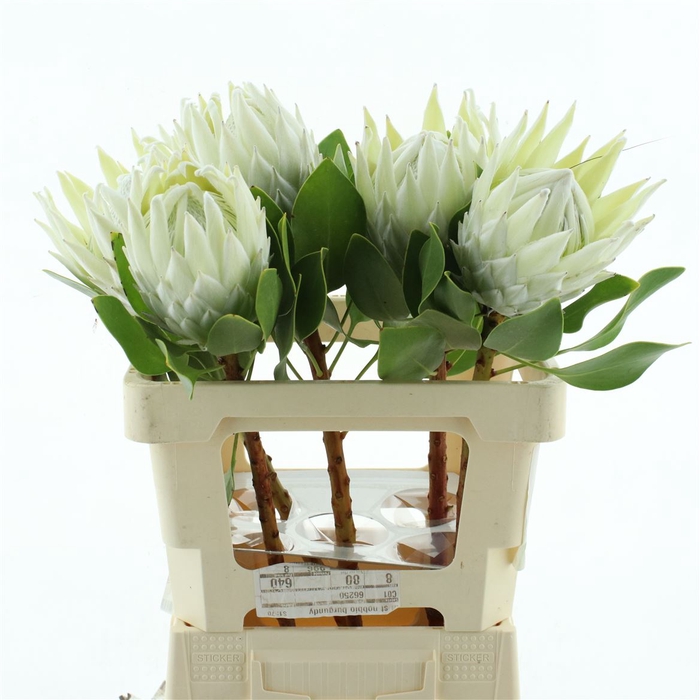 <h4>Protea Cynaroides White</h4>